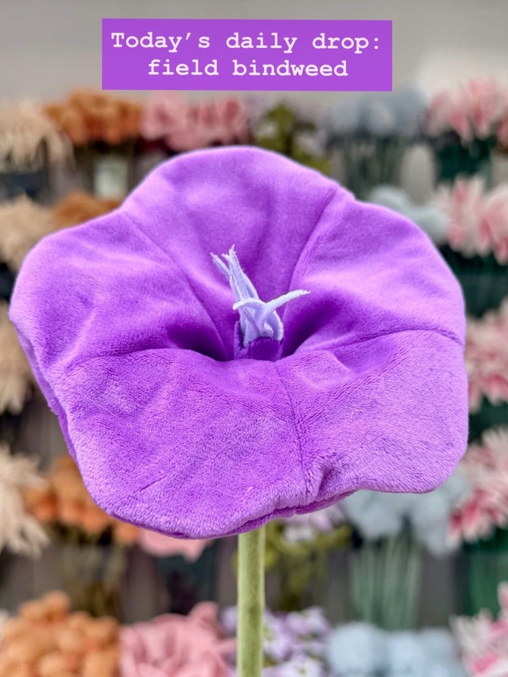 CJ Hendry Flower Shop 1 Limited Edition Field Bindweed